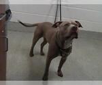 Small American Pit Bull Terrier