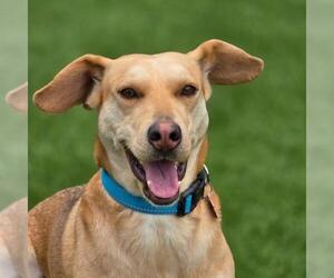 Labbe Dogs for adoption in San Diego, CA, USA