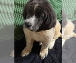 Small Photo #37 Newfoundland Puppy For Sale in AURORA, IN, USA