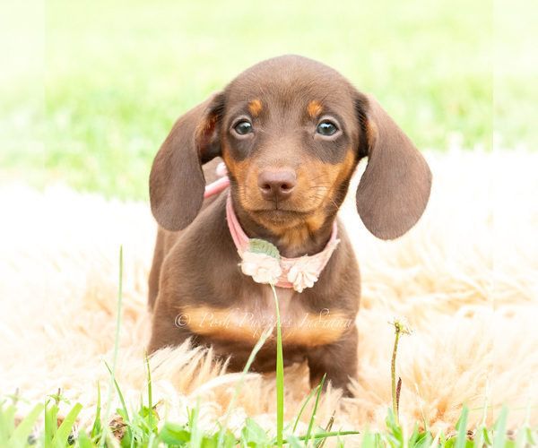 Medium Photo #6 Dachshund Puppy For Sale in WARSAW, IN, USA