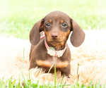 Small #5 Dachshund
