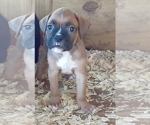 Boxer Puppy for sale in SEFFNER, FL, USA