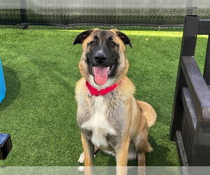 Anatolian Shepherd-Unknown Mix Dogs for adoption in Orange, CA, USA