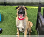 Small Anatolian Shepherd Mix