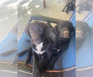 Labrador Retriever-Saint Bernard Mix Puppy for sale in VANCOUVER, WA, USA