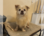 Small Photo #2 Dachshund-Unknown Mix Puppy For Sale in Weston, FL, USA