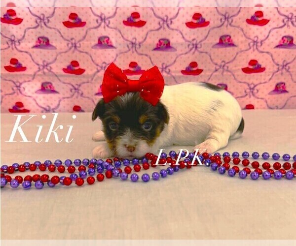 Medium Photo #2 Yorkshire Terrier Puppy For Sale in WINNSBORO, LA, USA