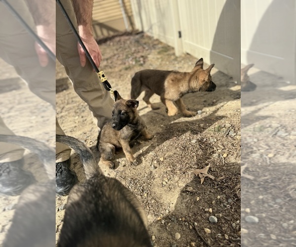 Medium Photo #17 German Malinois Puppy For Sale in FREDERICKSBURG, VA, USA