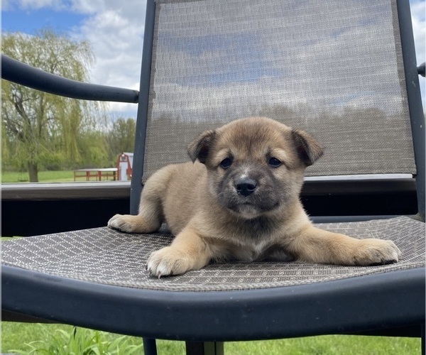 Medium Photo #6 Alaskan Husky-Border Collie Mix Puppy For Sale in RICHMOND, MI, USA