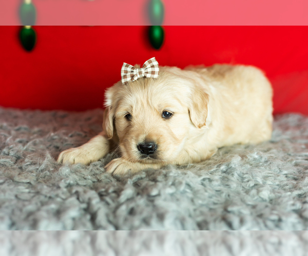 Medium Photo #5 Golden Retriever Puppy For Sale in WOLCOTTVILLE, IN, USA