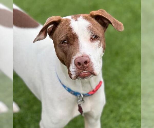 Medium Photo #2 Labrador Retriever-Unknown Mix Puppy For Sale in San Diego, CA, USA