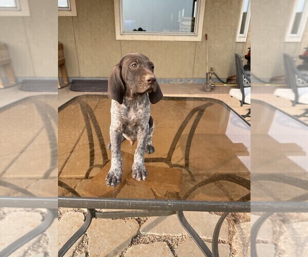 Medium Photo #3 German Shorthaired Pointer Puppy For Sale in LARAMIE, WY, USA