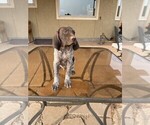 Small Photo #3 German Shorthaired Pointer Puppy For Sale in LARAMIE, WY, USA