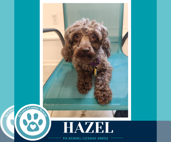 Medium Photo #3 Poodle (Miniature) Puppy For Sale in Kimberton, PA, USA