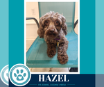 Small #2 Poodle (Miniature)
