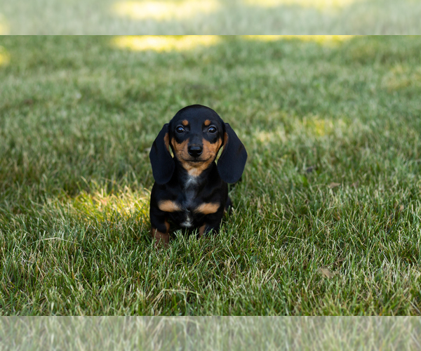 Medium Photo #4 Dachshund Puppy For Sale in MILFORD, IN, USA