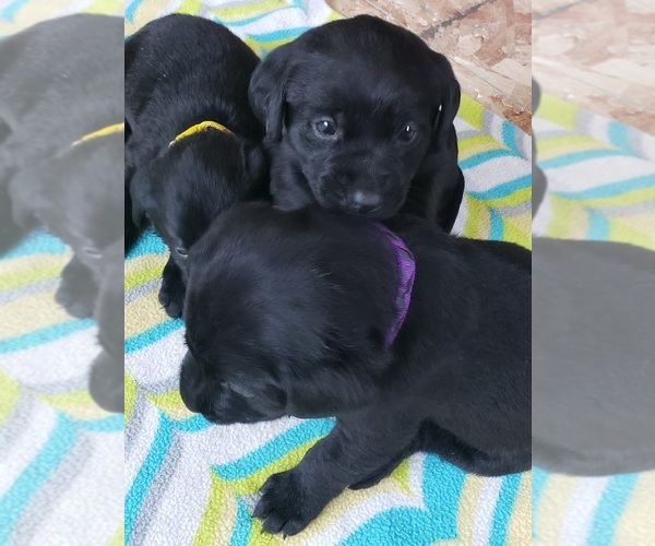 Medium Photo #45 Labrador Retriever Puppy For Sale in OLYMPIA, WA, USA