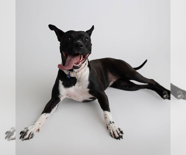 Medium Photo #17 American Pit Bull Terrier-Unknown Mix Puppy For Sale in Fargo, ND, USA