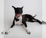 Small #16 American Pit Bull Terrier Mix