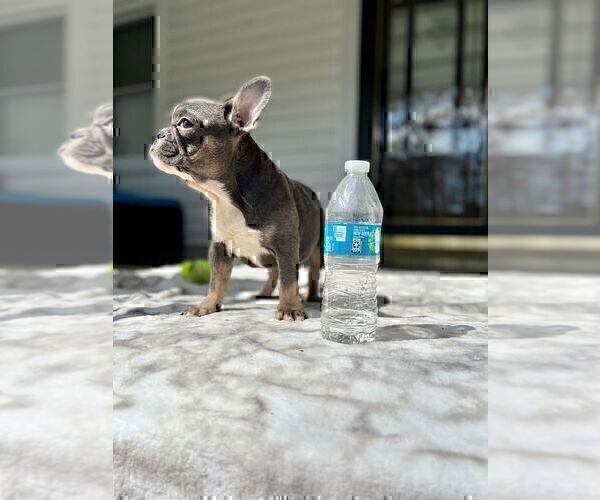 Medium Photo #1 French Bulldog Puppy For Sale in BROOKLYN, NY, USA