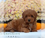 Small #2 Cavapoo