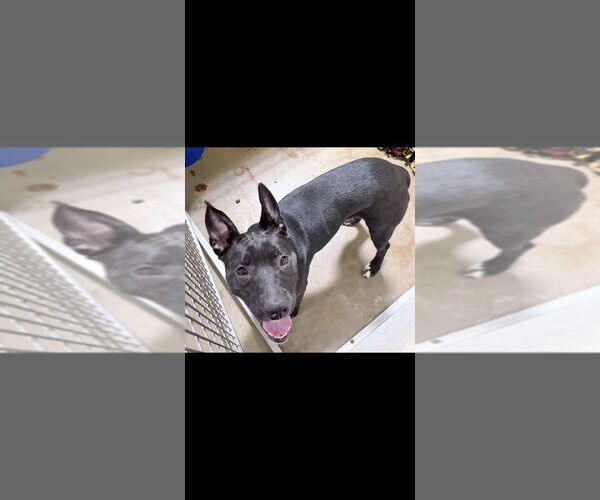 Medium Photo #4 American Staffordshire Terrier-Unknown Mix Puppy For Sale in Pierceton , IN, USA