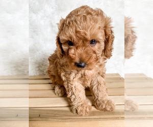 Irish Doodle-Poodle (Miniature) Mix Puppy for sale in WILMOT, OH, USA