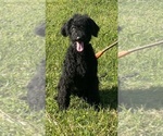 Small Photo #1 Shepadoodle Puppy For Sale in CHANTILLY, VA, USA