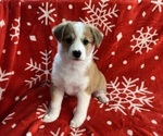 Puppy Spice Pembroke Welsh Corgi