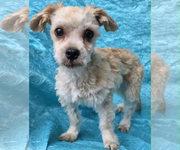 Medium Photo #3 Shih-Poo Puppy For Sale in Cuba, NY, USA