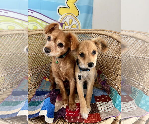 Medium Photo #3 Chiranian Puppy For Sale in Bellevue, WA, USA