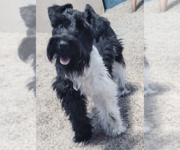 Medium Photo #1 Schnauzer (Miniature) Puppy For Sale in ENID, OK, USA