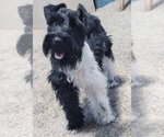 Small Photo #1 Schnauzer (Miniature) Puppy For Sale in ENID, OK, USA