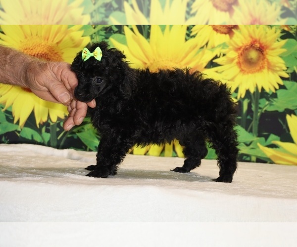 Medium Photo #17 Poodle (Toy) Puppy For Sale in DYERSBURG, TN, USA