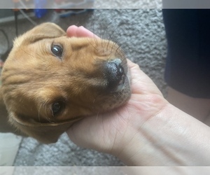 Labrador Retriever-Treeing Walker Coonhound Mix Puppy for sale in BROOKLYN, NY, USA