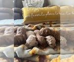 Small #8 Poodle (Toy)