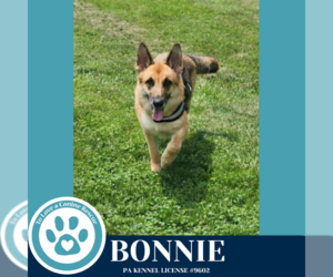German Shepherd Dog Dogs for adoption in Kimberton, PA, USA