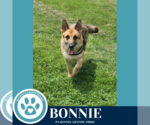 Small German Shepherd Dog