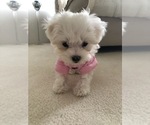 Small #2 Maltese
