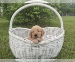 Puppy Denim Golden Retriever