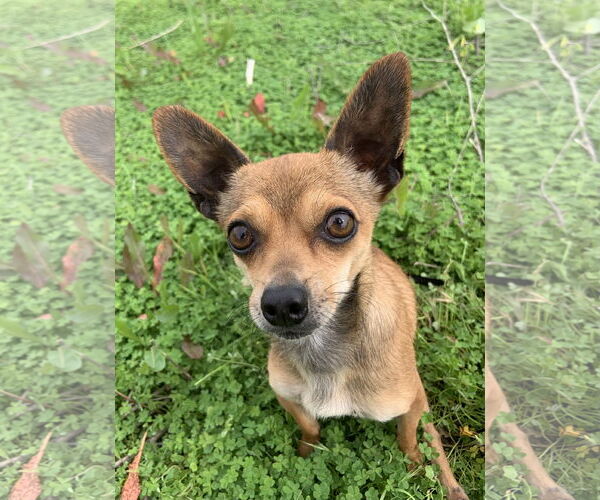 Medium Photo #2 Chihuahua Puppy For Sale in Victorville, CA, USA