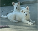 Small Photo #1 Alusky Puppy For Sale in GARDEN GROVE, CA, USA