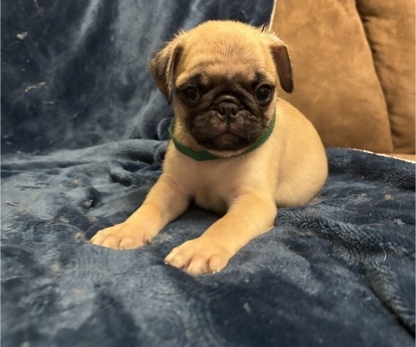 Medium Photo #3 Pug Puppy For Sale in HANOVER, VA, USA
