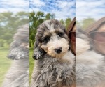 Small #1 Bernedoodle