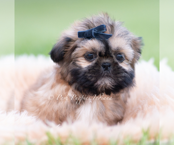 Medium Photo #15 Shih Tzu Puppy For Sale in WARSAW, IN, USA