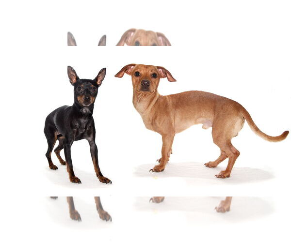 Medium Photo #3 Chiweenie Puppy For Sale in Oakland Park, FL, USA