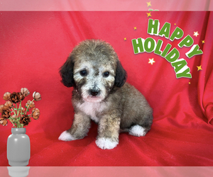 Maltipoo Puppy for sale in SAN FRANCISCO, CA, USA