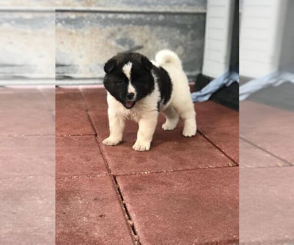 Medium Photo #4 Akita Puppy For Sale in INGLIS, FL, USA