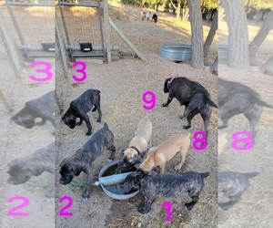 Cane Corso Litter for sale in ARROYO GRANDE, CA, USA