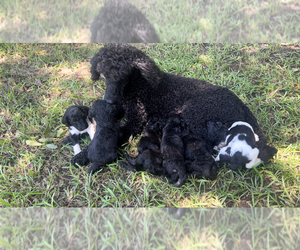 Poodle (Standard) Litter for sale in HUMBLE, TX, USA